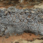 Toninia sedifolia
