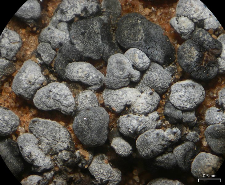 Toninia sedifolia