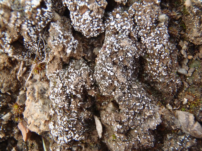 Toninia sedifolia