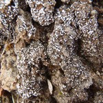 Toninia sedifolia