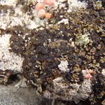 Toninia squalida