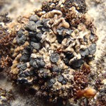Toninia squalida