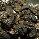 Toninia squalida