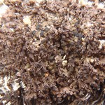 Toninia squalida