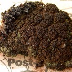 Toninia tristis ssp. asiae-centralis
