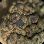 Toninia tristis ssp. asiae-centralis