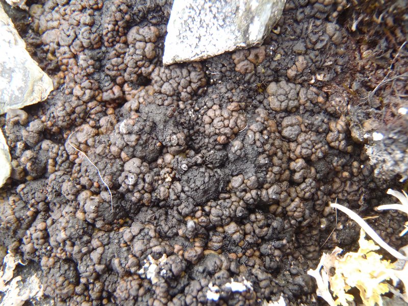 Toninia tristis ssp. canadensis