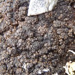 Toninia tristis ssp. canadensis