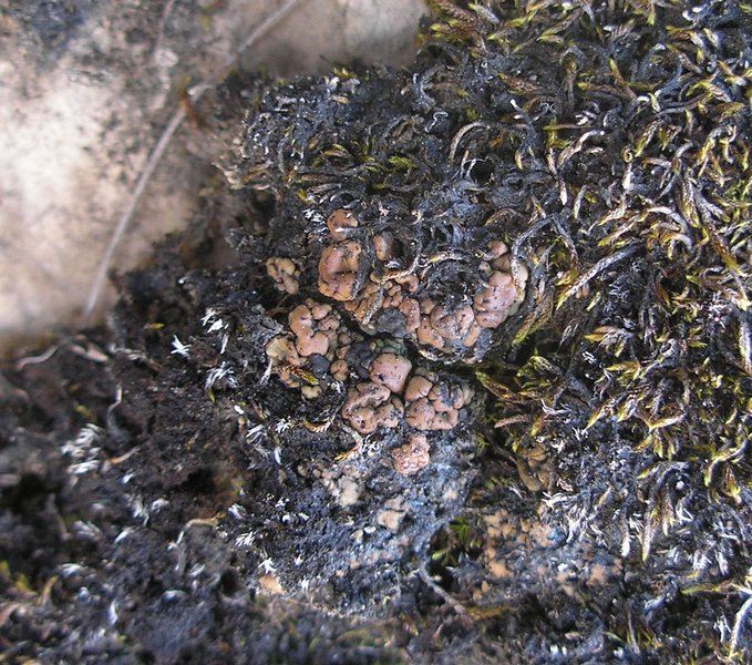 Toninia tristis ssp. scholanderi