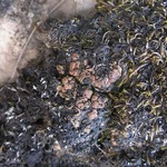Toninia tristis ssp. scholanderi