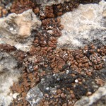 Toninia tristis ssp. scholanderi