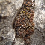 Toninia tristis ssp. scholanderi