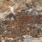 Toninia tristis ssp. scholanderi