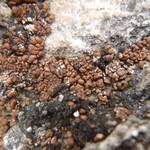 Toninia tristis ssp. scholanderi