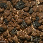 Toninia tristis ssp. tristis