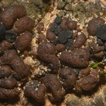 Toninia tristis ssp. tristis