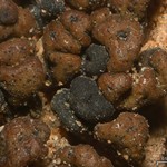 Toninia tristis ssp. tristis
