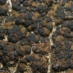 Toninia tristis ssp. tristis