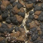 Toninia tristis ssp. tristis