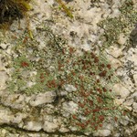 Trapelia coarctata
