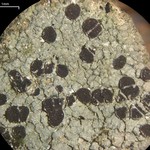 Trapelia coarctata