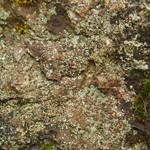 Trapelia coarctata