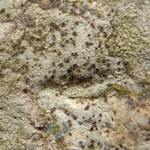 Trapelia coarctata