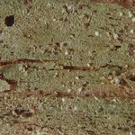 Trapelia corticola