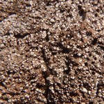 Trapelia glebulosa
