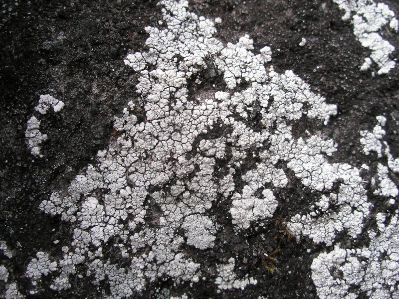 Trapelia placodioides