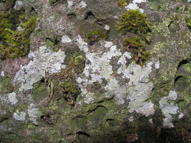 Trapelia placodioides