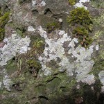 Trapelia placodioides