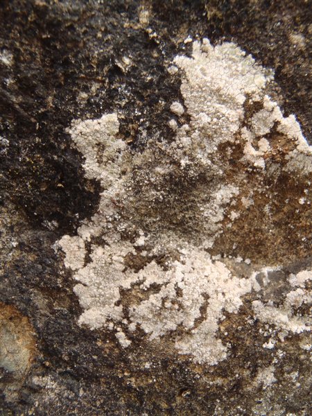 Trapelia placodioides