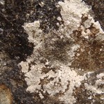 Trapelia placodioides