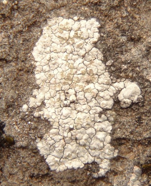 Trapelia placodioides