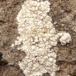 Trapelia placodioides
