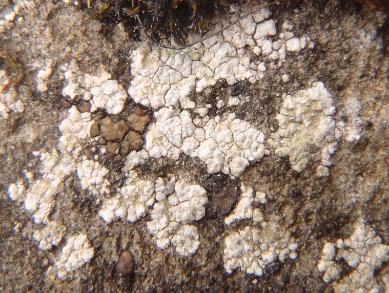 Trapelia placodioides
