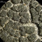 Trapeliopsis flexuosa