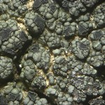 Trapeliopsis flexuosa