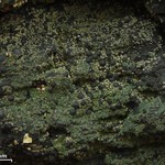 Trapeliopsis flexuosa