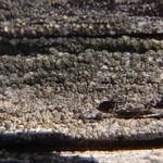 Trapeliopsis flexuosa