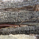 Trapeliopsis flexuosa