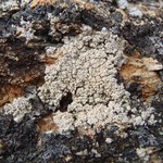 Trapeliopsis glaucopholis
