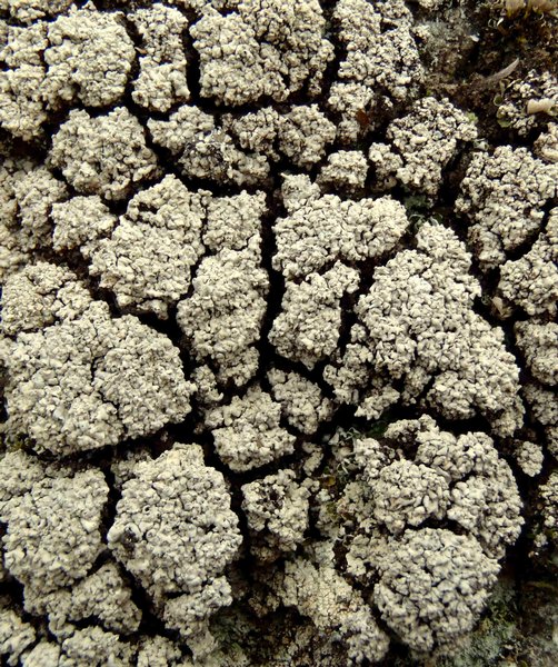 Trapeliopsis glaucopholis