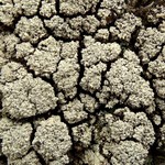 Trapeliopsis glaucopholis