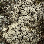 Trapeliopsis glaucopholis