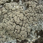 Trapeliopsis glaucopholis