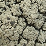 Trapeliopsis glaucopholis