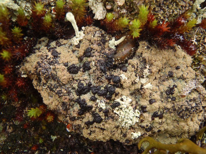 Trapeliopsis granulosa