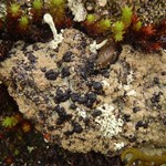 Trapeliopsis granulosa